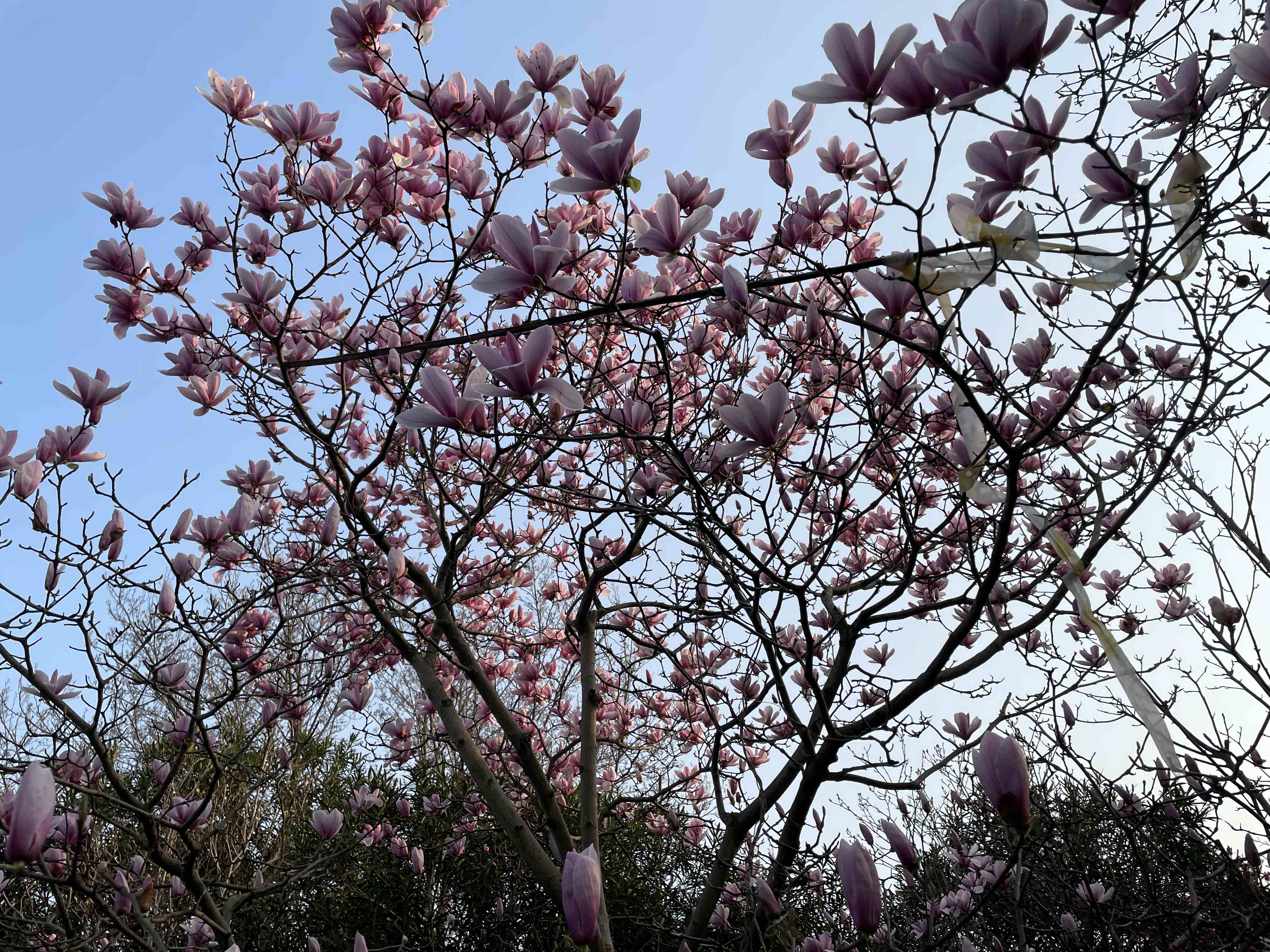 虎丘湿地